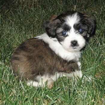 Jack Russell Shih Tzu Mix Puppies