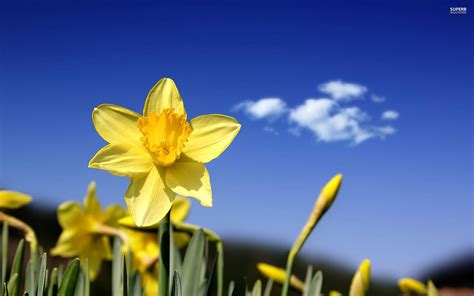 Daffodils Wallpaper Background