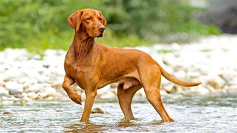 Russian Setter vs Hungarian Vizsla - Breed Comparison