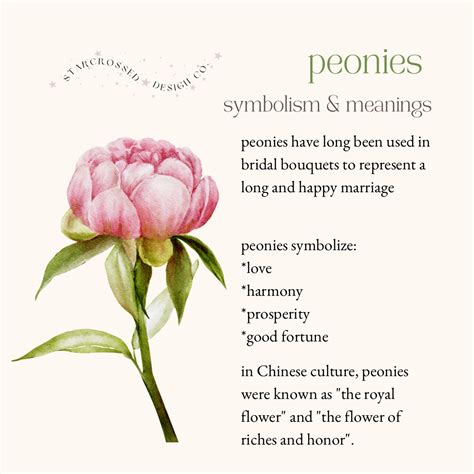 peonies - symbolism & meanings in 2023 | Language of flowers, Flower ...