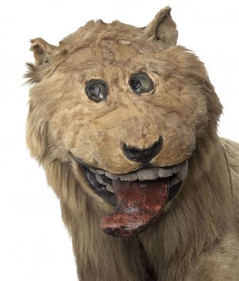 Hilariously Bad Lion Taxidermy