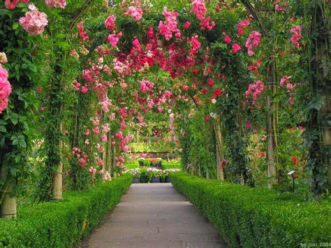 Red Rose Garden Wallpapers - Wallpaper Cave