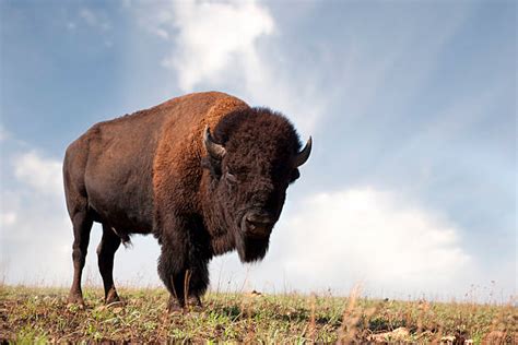 American Buffalo Stock Photos, Pictures & Royalty-Free Images - iStock