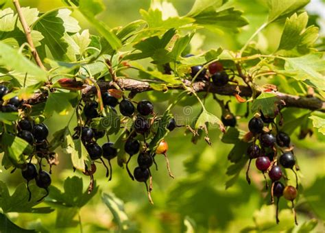 Black Currant Grows on a Bush in the Garden Stock Image - Image of ears ...