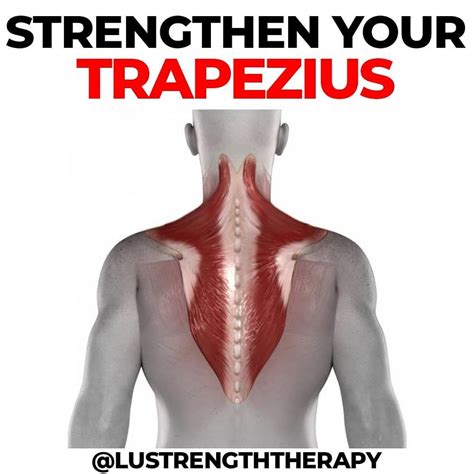 🚨 HOW TO STRENGTHEN YOUR TRAPEZIUS 🚨 . The trapezius is considered to ...