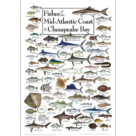 Earth Sky + Water - Fishes of the Mid-Atlantic Coast & Chesapeake - Poster in 2024 | Chesapeake ...