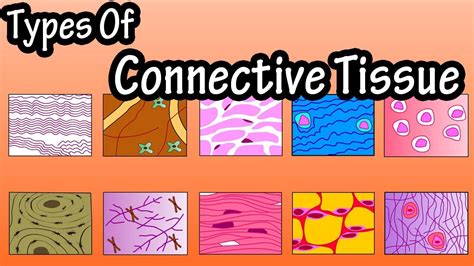 Types Of Connective Tissue - What Is Connective Tissue - Functions Of Connective Tissue - YouTube