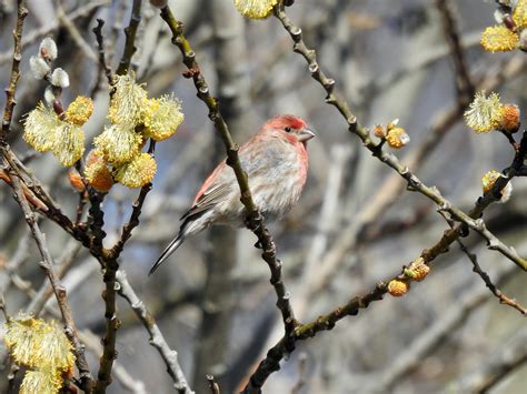 Bird study illustrates interplay between disease transmission and behavior | The National Tribune