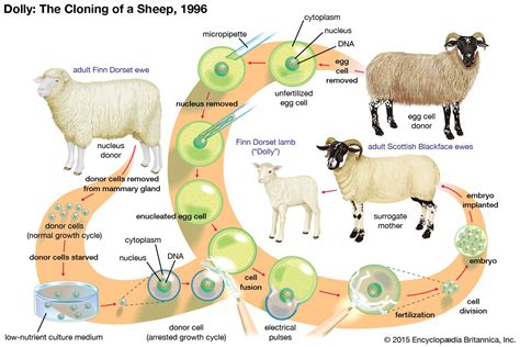 Nuclear transfer | Cloning, Embryo Development & Genetics | Britannica