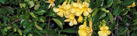 Cat’s Claw Vine: Florida Invasive Plant Added to State Noxious Weed ...