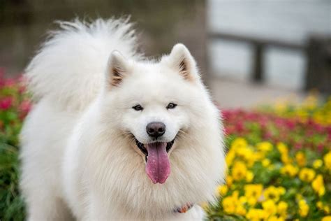 The 20 cutest dog breeds, according to science | Salon.com