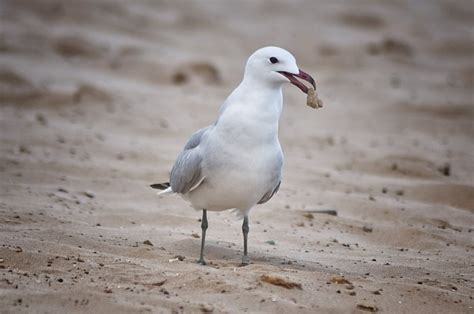 Birds Seagull Beach - Free photo on Pixabay - Pixabay