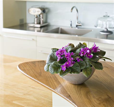 African Violet Care Indoors: 8 Rookie Moves to Avoid