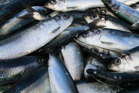 [Withdrawn] 300 tonnes of herring for English inshore fishermen - GOV.UK