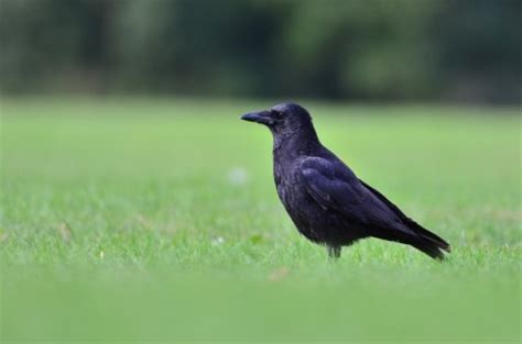 Amazing Facts about the Carrion Crow | OneKindPlanet Animal Education