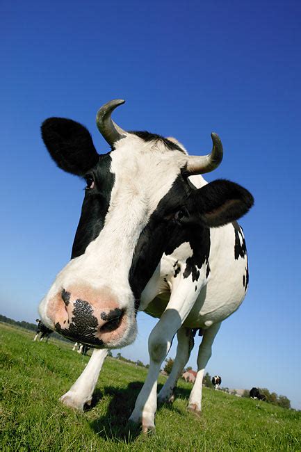 holstein - Animal Stock Photos - Kimballstock