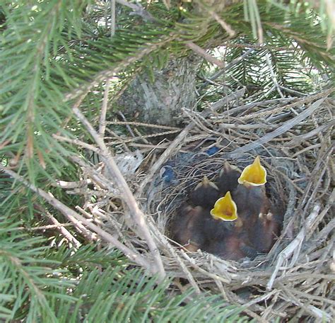 Northern Mockingbird young in nest | Flickr - Photo Sharing!