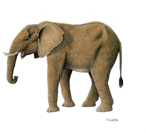 Loxodonta africana cyclotis « Carles Puche