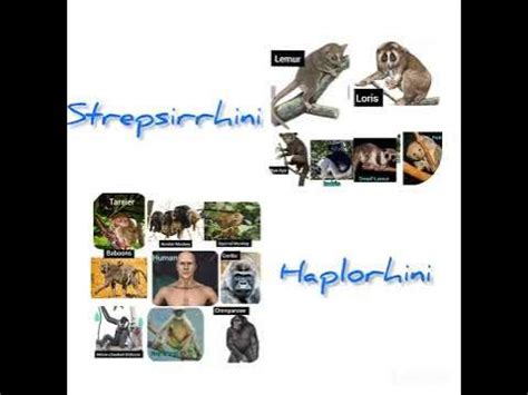 Strepsirrhini Vs Haplorhini @AnthropologyInsightsforUPSCNET - YouTube