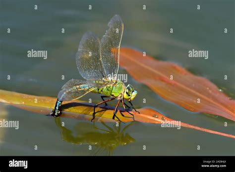 emperor dragonfly laying eggs Stock Photo - Alamy