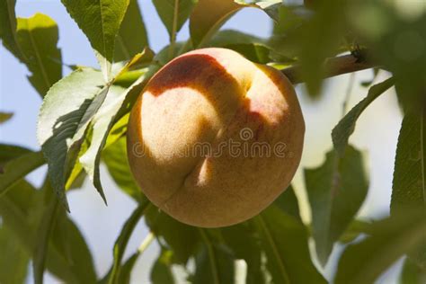 Peach tree for harvest stock image. Image of fruit, nutrition - 99317799