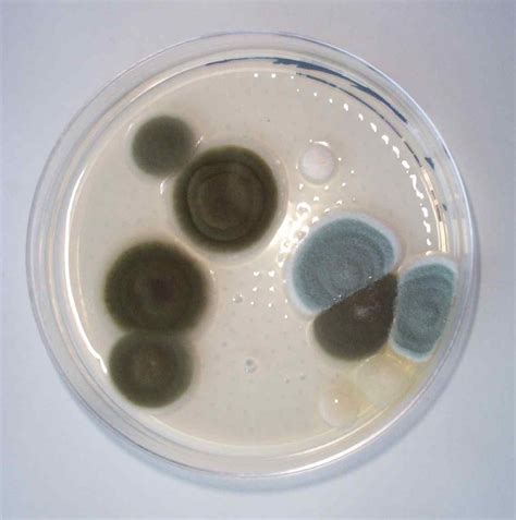 Mold Testing Albuquerque