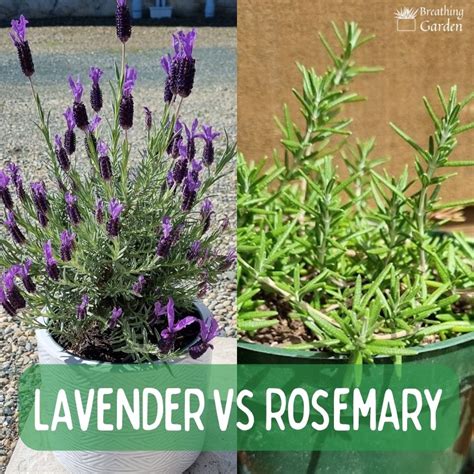 Rosemary vs Lavender: Differences, Similarities, and How to Tell Them Apart - Breathing Garden