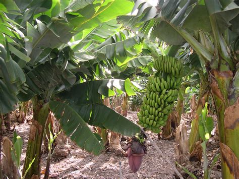 Agriculture in The World: Plantation Agriculture