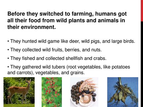 PPT - Domestication of plants and animals PowerPoint Presentation, free download - ID:2433341