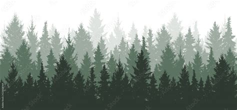 Forest background, nature, landscape. Evergreen coniferous trees. Pine, spruce, christmas tree ...