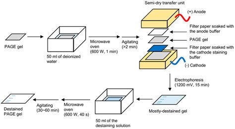 The procedure for the electrophoretic-staining/destaining method. PAGE:... | Download Scientific ...