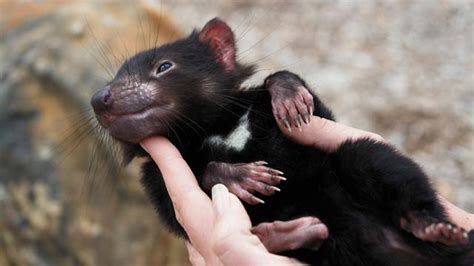 Tasmanian Devil « Australian Animals