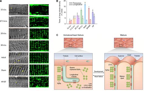 Frontiers | The Physiology and Pathophysiology of T-Tubules in the Heart