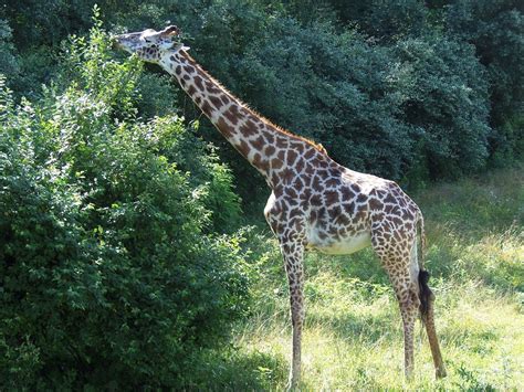 Free photo: Giraffe, Animal, Wildlife, Nature - Free Image on Pixabay - 393668