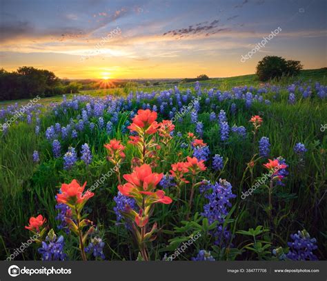 Ennis Texas Bluebonnets Indian Paintbrushes Sunset Stock Photo by ...