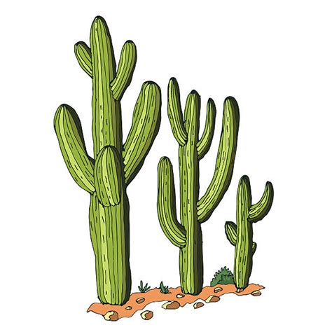 Best Saguaro Cactus Illustrations, Royalty-Free Vector Graphics & Clip Art - iStock