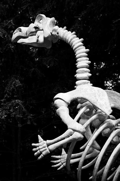 Dinosaur Skeleton Free Stock Photo - Public Domain Pictures