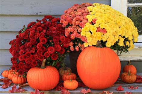 Easy Care for Fall Mums | Wasson Nursery