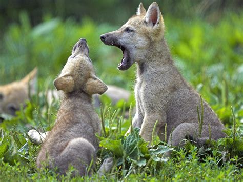 Animals: Young Wolf Cubs, picture nr. 41930