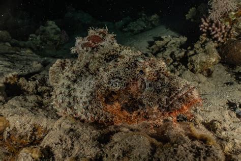 Scorpion Fish Camouflage in the Red Sea Stock Image - Image of blue, diving: 146666985