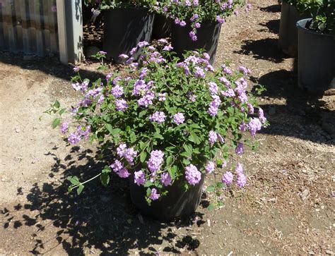 Lantana montevidensis Trailing Purple - T-Y Nursery