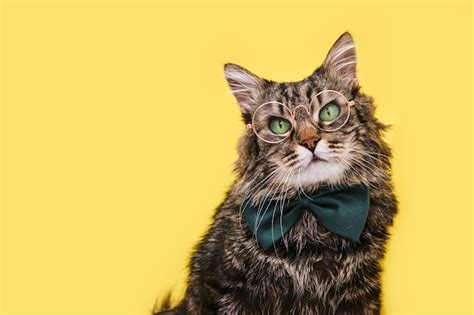 Premium Photo | Funny cat in bow tie and glasses sitting on yellow ...