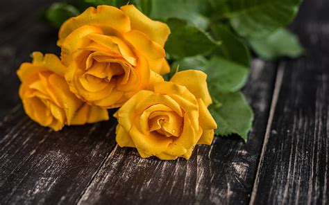 3840x2160px, 4K Free download | Yellow roses, rose, wood, yellow ...