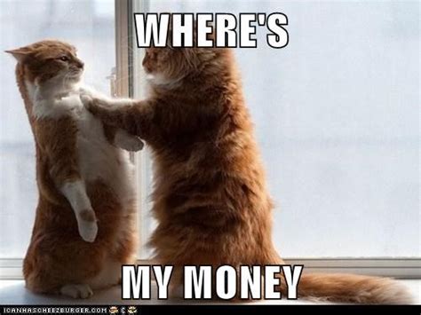 The best [cat] money memes for 2019