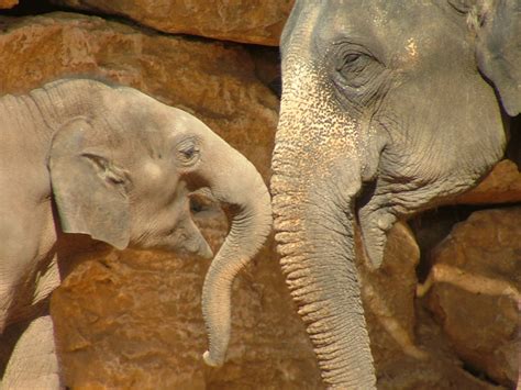 File:Asian Elephant and Baby.JPG - Wikimedia Commons