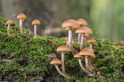 8 Most Poisonous Types Of Mushrooms - WorldAtlas