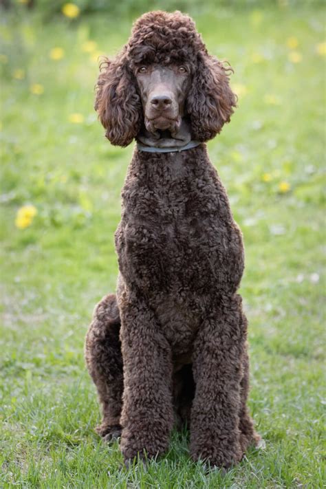 Are Poodles Well Behaved Dogs