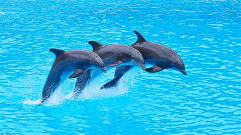 Dolphin Wallpapers HD Free Download