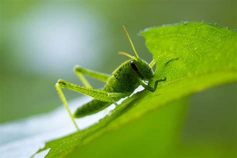 The Difference Between Grasshoppers and Crickets