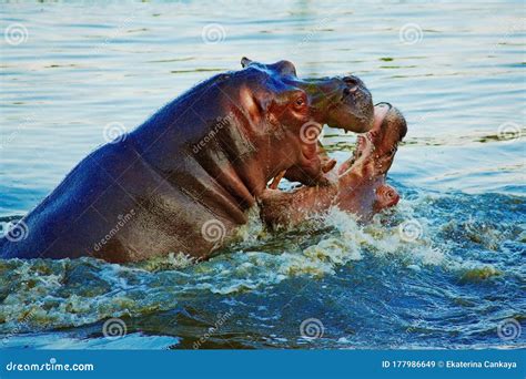 Two Hippo Fighting Royalty-Free Stock Photography | CartoonDealer.com ...